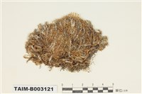 藏品(絹苔科)的圖片